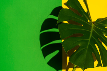 Tropical leaves Monstera on yellow and green background. Minimal summer tropical background