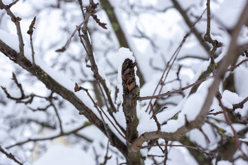 Branches of trees covered with snow.