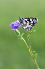 a butterfly Melanargia galathea on a pink field flower awaits dawn spreading its wings