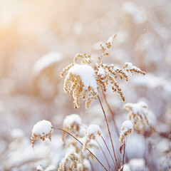 dried grass close-up  covered with snow with a blurred background and shallow depth of field.  winter landscape