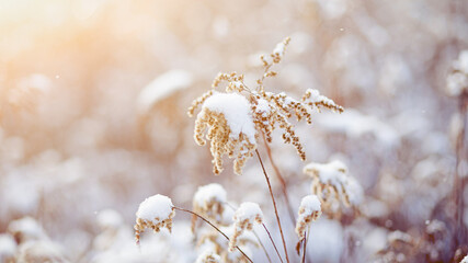 dried grass close-up  covered with snow with a blurred background and shallow depth of field.  winter landscape. square
