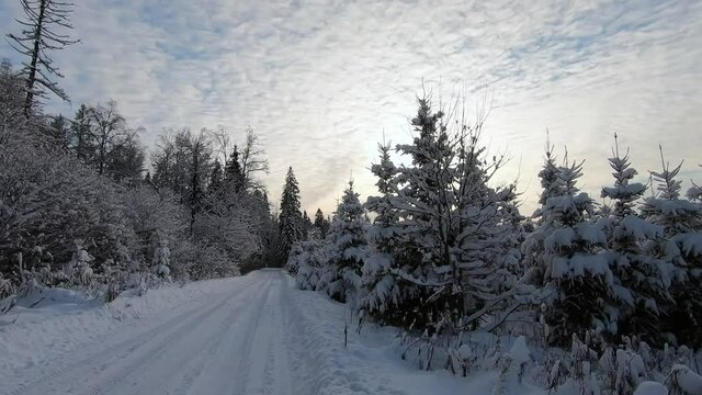 Beautiful snowy forest in winter on a frosty sunny day. Beautiful nature in the snow against a blue sky