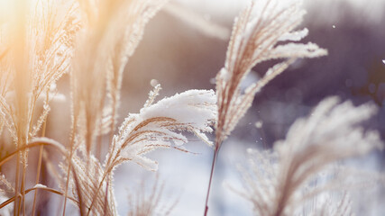 dried grass close-up  covered with snow with a bokeh and beautifull light.  winter landscape