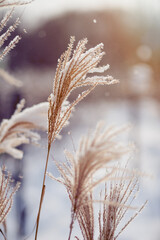 dried grass close-up  covered with snow with a bokeh and beautifull light.  winter landscape. nature