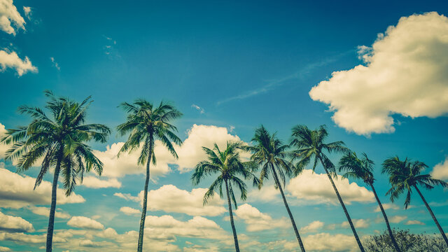 Coconut palm tree on blue sky background with vintage toned.