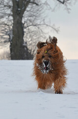 Hund Berger de Brie - Briard - im Winter mit Schneebart