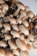 shiitake masurooms growing