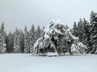 Schneeschuhwandern am Klippeneck Spaichingen