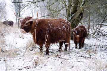 Scottish highland cow in a forest in the Netherlands.