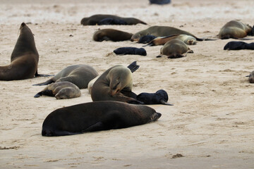 Seals Colony - Walvis Bay, Namibia, Africa