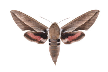 Bedstraw hawk-moth (Hyles gallii) isolated on white