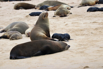 Seals Colony - Walvis Bay, Namibia, Africa