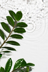 Organic cosmetic backdrop clean transparent water splashes with green leaf, sunlight on white background