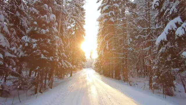 A car ride through a beautiful snowy forest in winter on a frosty day. Beautiful nature in the snow against a blue sky