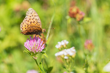 farfalla su fiore di trifoglio