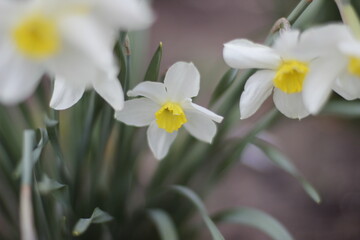 daffodils in the garden