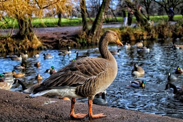 goose on the water