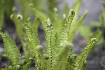 fern flower in the garden