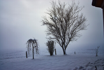 B&uuml;sche im Nebel