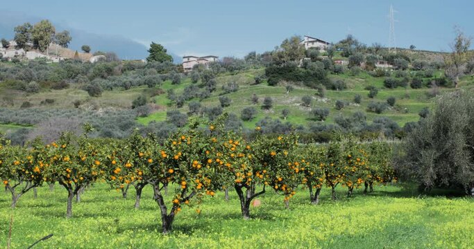 Aranceti di Calabria
