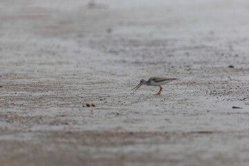 Terek sandpiper (Xenus cinereus) is foraging at Frazergunj, West Bengal, India