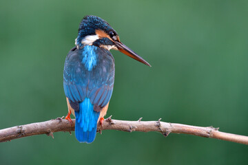 common kingfisher paying attention to fishing in small stream, beautiful nature in hunting time