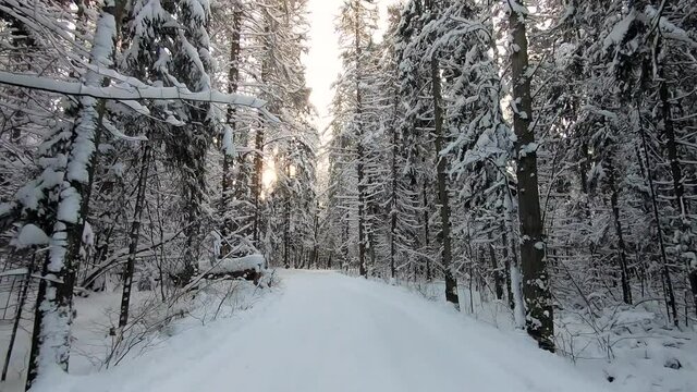 A car ride through a beautiful snowy forest in winter on a frosty day. Beautiful nature in the snow against a blue sky