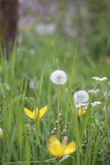 white dandelions