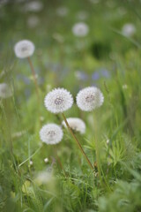 white dandelions