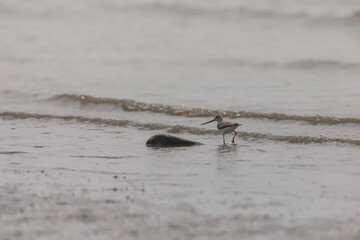 Terek sandpiper (Xenus cinereus) is foraging at Frazergunj, West Bengal, India