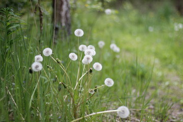 white dandelions