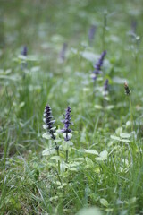 blue flowers in the forest