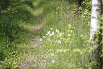 grass in the morning