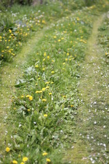 flowers in the grass