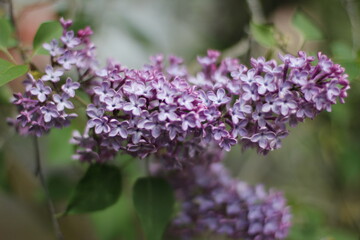 flowers in the garden