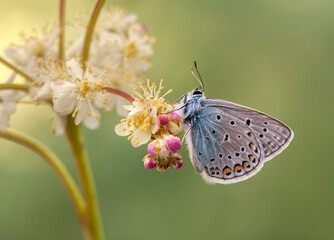 Polyommatus icarus - diurnal butterfly on the forest flower in the dew in the first rays of the sun
