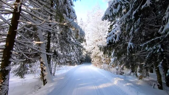A car ride through a beautiful snowy forest in winter on a frosty day. Beautiful nature in the snow against a blue sky