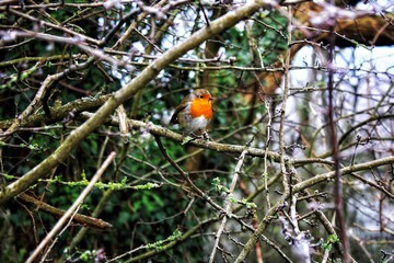 Robin on a branch