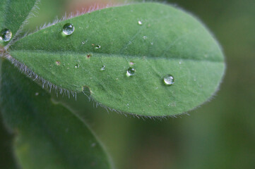 drops of water on leaves and branches on the banks of the Cerezuelo river, Cazorla, Spain