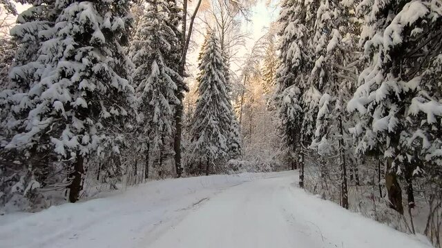 A car ride through a beautiful snowy forest in winter on a frosty day. Beautiful nature in the snow against a blue sky