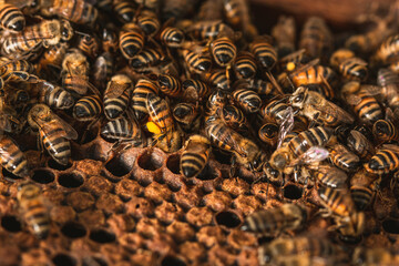 colmena de abejas con polen  - obrazy, fototapety, plakaty