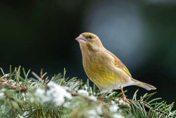 European Greenfinch - Chloris chloris, beautiful passerine bird from Europeans gardens and woodlands, Zlin, Czech Republic.