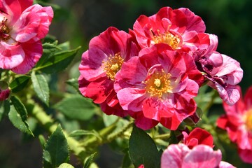 Amazing wild red and pink roses with selective focus in nature. Beautiful wild rose bush with tender petals and blurred green leaves. Medical plants