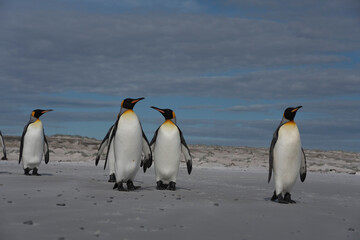 The king penguin (Aptenodytes patagonicus)