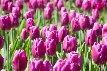 Blühende Tulpen im Frühling