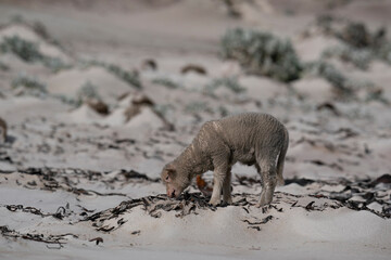 Sheep farming in the Falkland Islands.