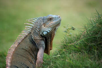 Big green iguana on a grass