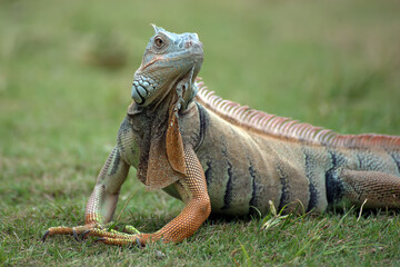 Big green iguana on a grass