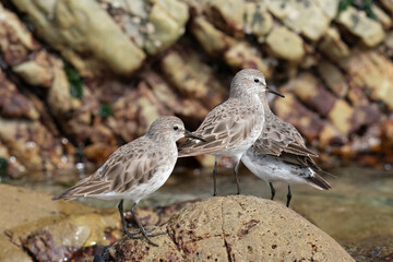 The white-rumped sandpiper (Calidris fuscicollis)