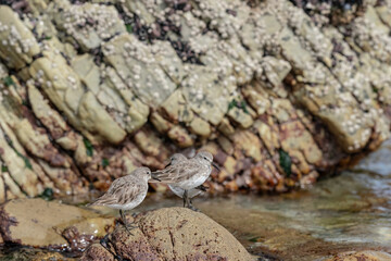 The white-rumped sandpiper (Calidris fuscicollis)